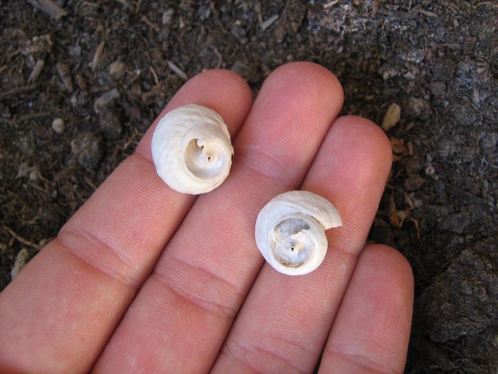 Identificazione fossili (pliocene biellese)